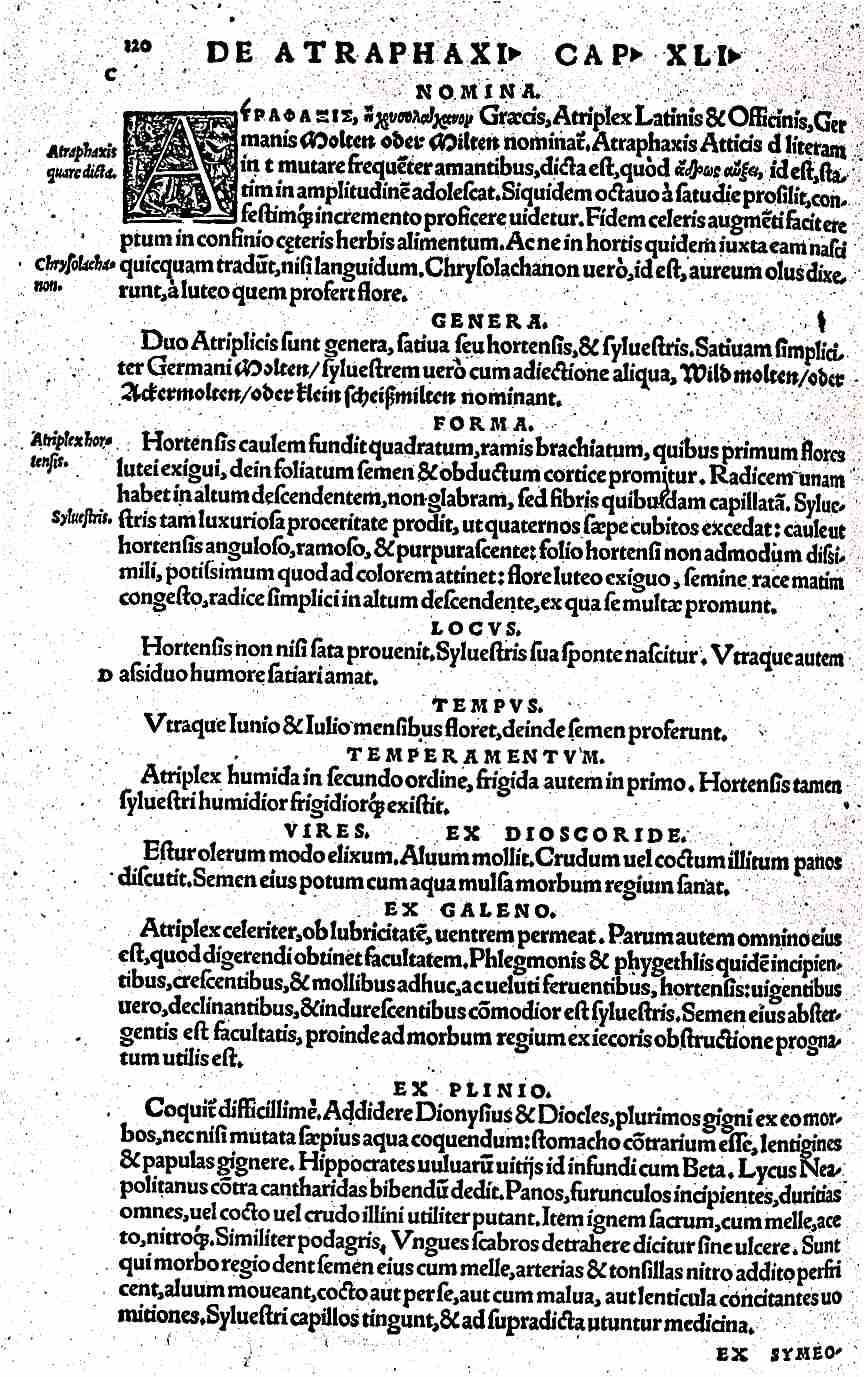 Anhang 8 276 Leonhart Fuchs: De Historia stirpium (1542): Leonhart Fuchs: De Historia stirpium (1542) Übersetzung: Namen Atraphaxis, bei den Griechen Goldgemüse, Atriplex bei den Latinern und im