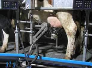 Austattung 1) Betriebe Kühe Melken Melkzeuge/AK Anzahl Akh/Kuh u.