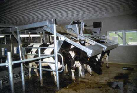 Warteraum) Betriebe Kühe Melken dv. Rüstz. Anz.