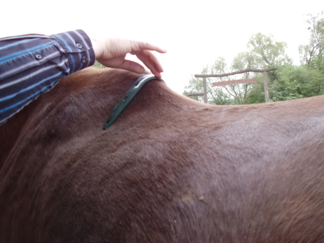 Beim anhalten des Kopfeisens auf dem Pferd (angehobener Vorderfuß) wird schnell klar warum der Trapezbereich des Pferdes so atrophiert ist. Massiver Satteldruck im Trapezbereich.