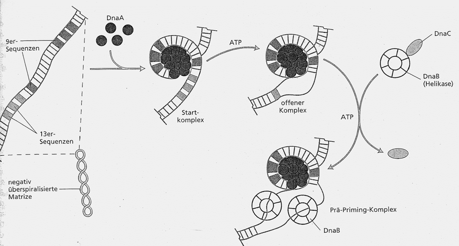 Initiation der Replikation - werden temperatursensitive dnaa Mutanten unter nicht permissiven Temperaturen kuliviert, kommt es noch zum Abschluss der laufenden Replikation, nicht aber zur neuen