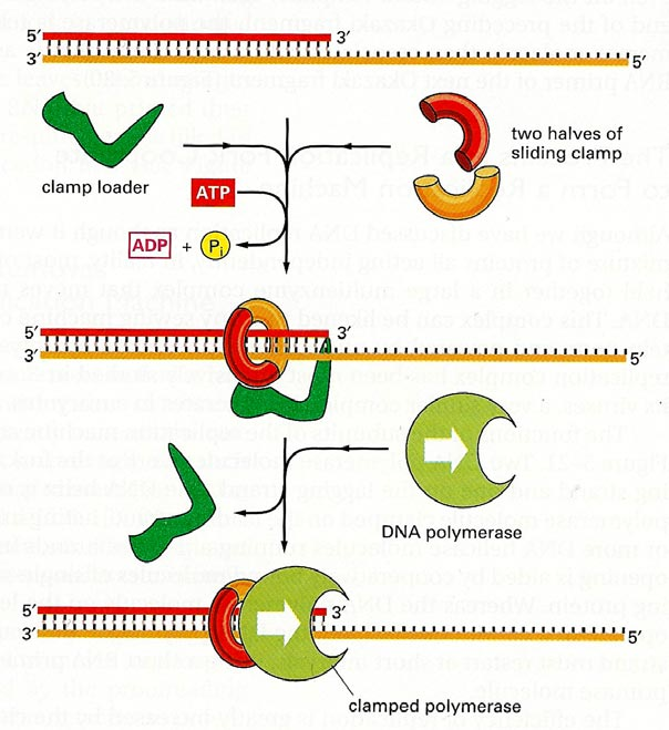 Die Ringklemme und der gamma-komplex -bakterielle Ringklemmenprotein besteht aus 2 UE (beta) - eukaryotische Ringklemmenprotein (PCNA, proliferating cell nuclear antigen) besteht aus 3 UE - -