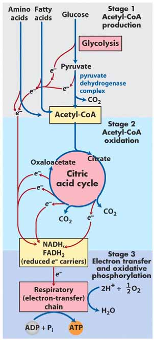 Der Energiestoffwechsel eukaryotischer Zellen Der Abbau (Katabolismus/Veratmung/Verbrennung) reduzierter Kohlenstoffverbindungen (Glukose, Fettsäuren, Aminosäuren) bzw.