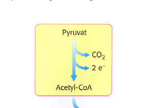 Der Pyruvat-Dehydrogenase-Komplex Enzym E1 (Pyruvatdehydrogenase) bindet Pyruvat an Thiaminpyrophosphat unter Abspaltung von CO 2, der Acetylrest bleibt an TPP gebunden E1 führt auch den Transfer der