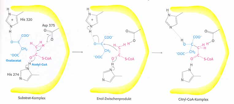 Die Citratsynthase-Reaktion His274 (aktives Zentrum der Citratsynthase) überträgt ein Proton auf Carbonylsauerstoff des AcCoA; dadurch wird ein Methylproton am AcCoA gelockert und auf Asp 375