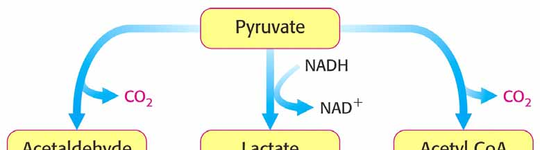 Zur Aufrechterhaltung der Glykolyse muss Pyruvat abgebaut und NAD+ regeneriert werden Ein Stau von Pyruvat würde