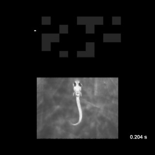 Teilweise eingebettete Zebrafischlarve betrachtet virtuelle Beute auf einer kleinen Leinwand.