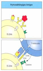 Rolle der humoralen Immunantwort B-Zell-vermittelte Immunantwort Extrazelluläre Erreger: humorale Immunantwort AK Plasmazellen: B-Effektorzellen Reifung der B-Zellen: Knochenmark reife, naive
