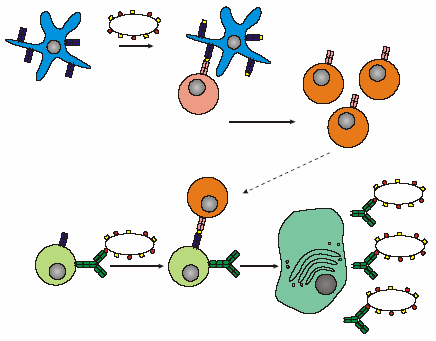 B-Zell-Th2-Zell-Interaktion TD-IA: B-Zelle wird durch Th2-Zelle aktiviert DC AG