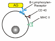 B-Zelle Plasmazelle Gekoppelte Erkennung (linked recognition) Zweimalige