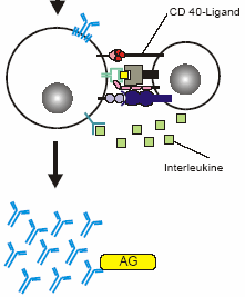 AG-spezifische Verknüpfung - TCR und Corezeptor CD4 (Th2-Zelle) -