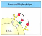 B-Th2-Zell- Interaktion: - direkter Zell-Zell- Kontakt: Oberflächeproteine (Auftritt: in entsprechender zeitlicher Abfolge) II.
