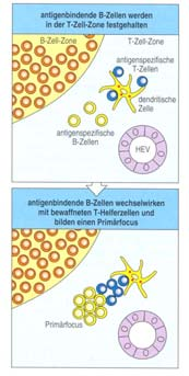 Signal: mikrobielle Stimuli Thymusunaghängige AK-Reaktionen: rascher Schutz gegen extrazelluläre Bakterien AK: -keineaffinitätsreifung -keinisotypenwechsel (Th2-Zell-Hilfe erforderlich!