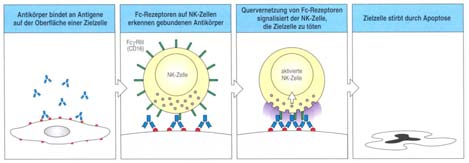 cellmediated cytotoxicity; ADCC): NK-Zerstörung IgG-bedeckter Zielzellen (virusinf.