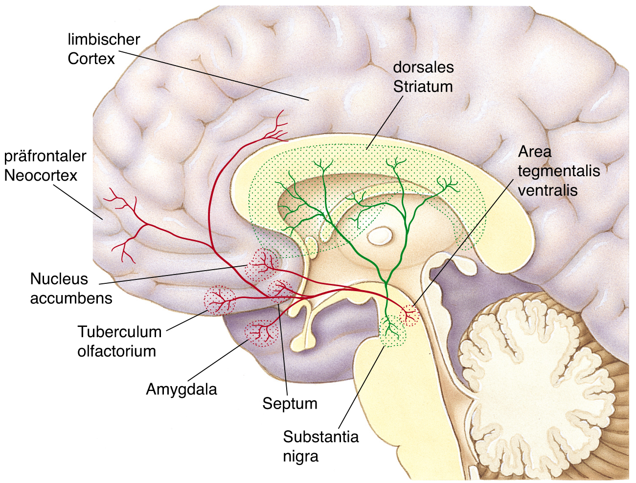 Das mesotelencephale Dopamin system: 2 Bahnen Abbildung 15.