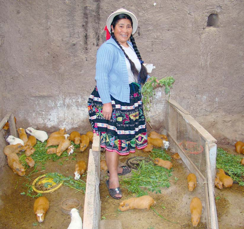 Säen hat seine Zeit, Ernten hat seine Zeit 11 Stolz auf ihre Meer - schweinchenzucht ist diese Bäuerin aus der Region Cuatro Lagunas bei Cusco.