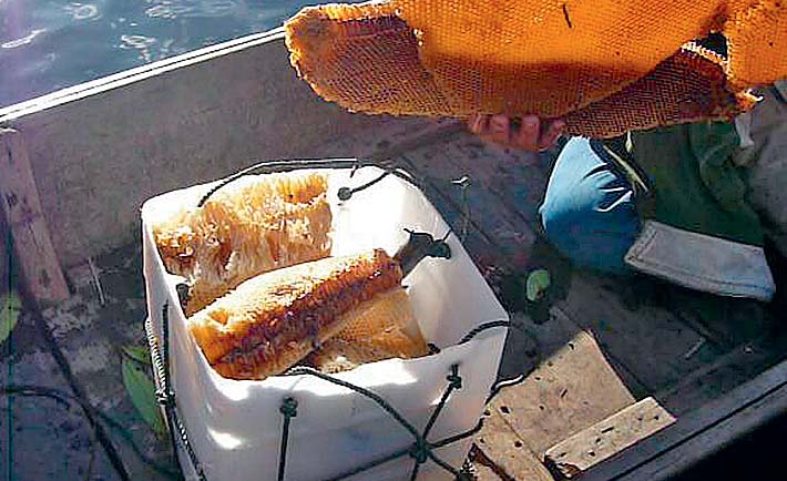 . Mit rostfreien Messern wird der geerntete Honig in Scheiben geschnitten und per Boot zur weiteren Ver arbeitung abtransportiert. satzmärkten verschaffen will.