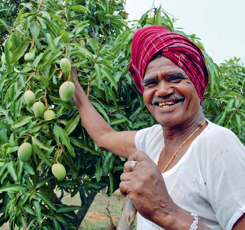 Säen hat seine Zeit, Ernten hat seine Zeit 5 Obstanbau verbessert die Dürre-Resistenz in den Dörfern von Andhra Pradesh: Der Bauer Road Gangappa aus dem Dorf Bhattuvanipalli freut sich, dass seine
