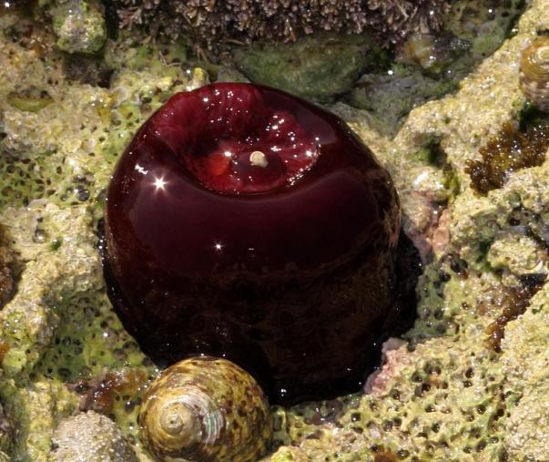 Seeohren gleiten sehr langsam über Steine und ernähren sich von Algen. Die Form der Schnecke erinnert an eine Ohrmuschel.