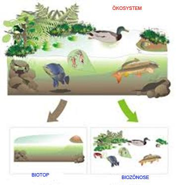 Dabei treten Biotop und Biozönose nie isoliert auf, sondern immer nur in kombinierter Form als Ökosystem.