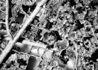 Foto 4: Fensterfraß der Hornmilben mit Milbenkot (unter dem Mikroskop fotografiert von Heidi Losert) Hornmilbe (Archegozetes longisetosus) Quelle: Internet zugeordnet werden können.