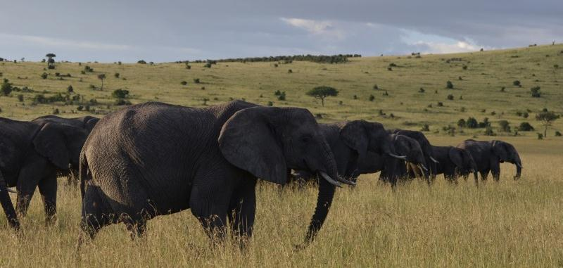 Tag 10: 21.11.2012 Nach einem guten Frühstück fahren Sie zum Masai Mara Nationalpark.