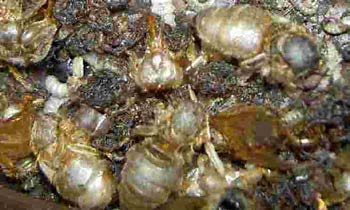 Momentaner Wissensstand 1. Die Milbe Varroa destructor und Viren grösste Bedrohung für Honigbienen in Europa 2.