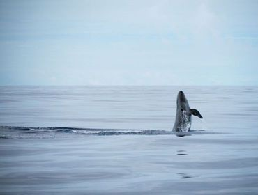 5. Tag: Wal- und Delfinbeobachtung Auf der heutigen halbtägigen Ausfahrt können Sie Wale und Delfine in freier Wildbahn erleben und beobachten.