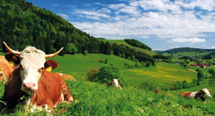Landwirtschaft im Landkreis Waldshut Die mannigfaltige Kulturlandschaft hat ihre Schönheit und Ausprägung durch die traditionelle landwirtschaftliche Nutzung erhalten.