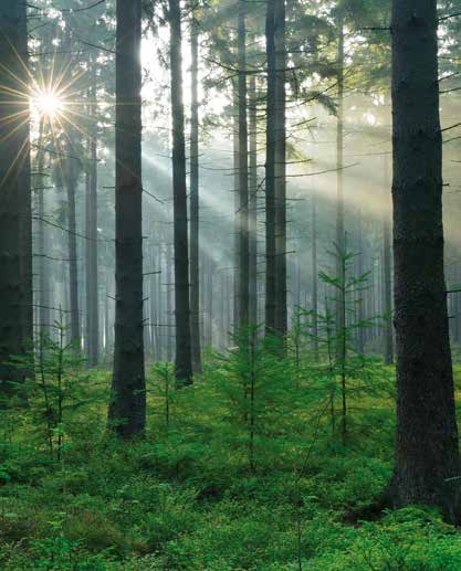Nachhaltig und wirtschaftlich Nachhaltigkeit ist ein entscheidendes Kriterium bei der Auswahl der Rohstoffe und Rohstofflieferanten für unsere Holzpellets.