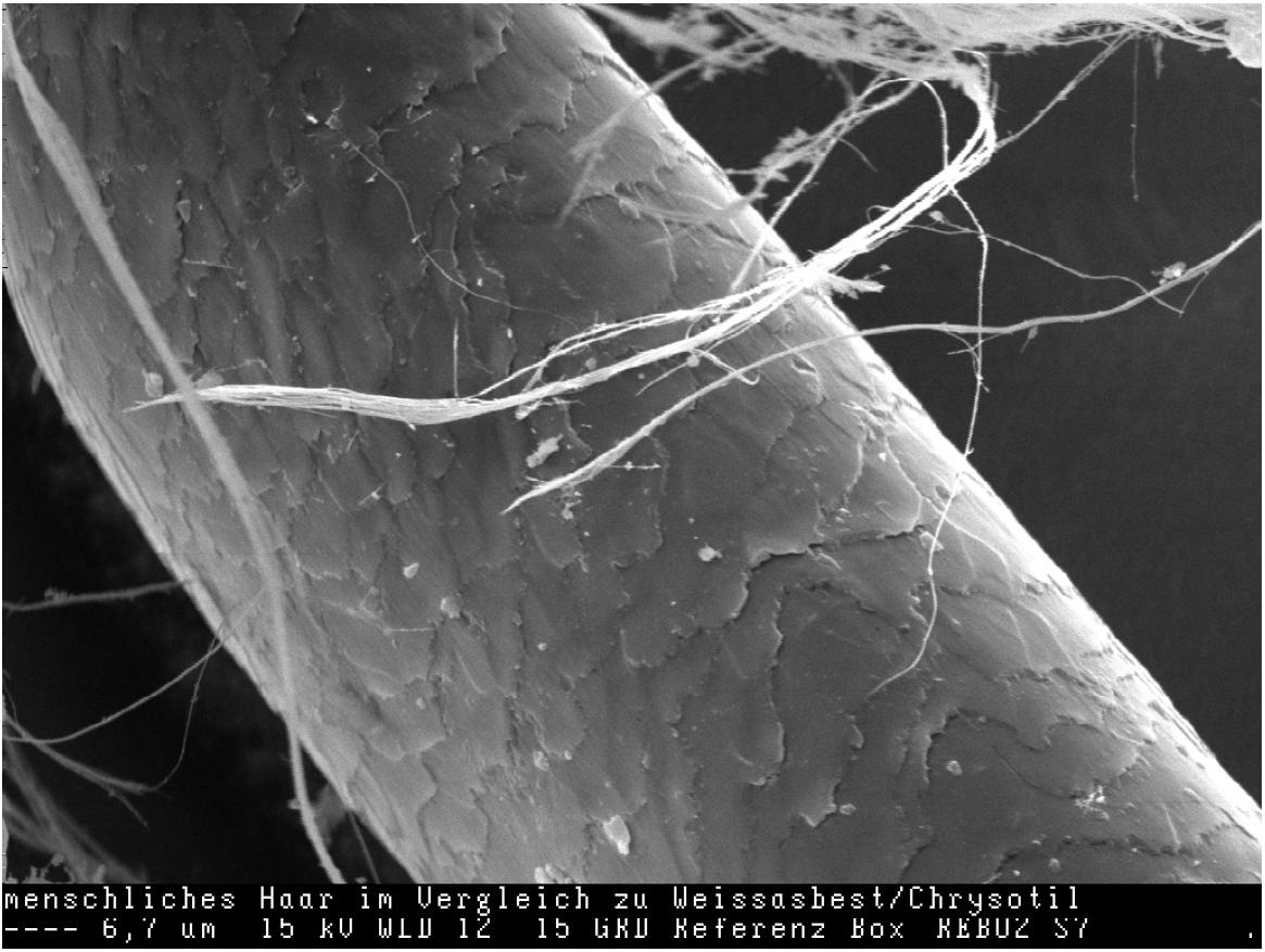 Asbestfasern Grössenvergleich mit einem menschlichen Haar.