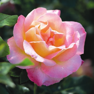 1 'Constanze Mozart ' Parfuma-Rose Blüte: weiß