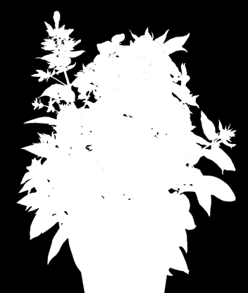 Sonnenhut Echinacea