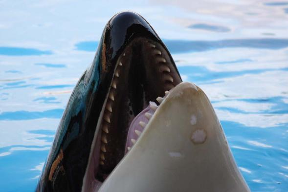 Angriff der Orcas um 21:05 Uhr USA 2009 Orcas oder Große Schwertwale sind die größten heute lebenden Raubtiere: Mit einer Länge von bis zu acht Metern und einem Gewicht von bis zu neun Tonnen sind