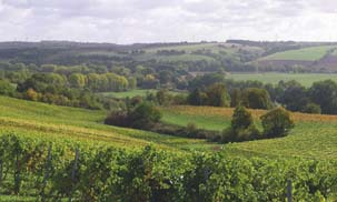 Ein Jahr später wurde die Weinanlage Englischer Garten auf rund 8 ha erweitert. Die Weinflächen die ich bewirtschafte sind historische Weinflächen.