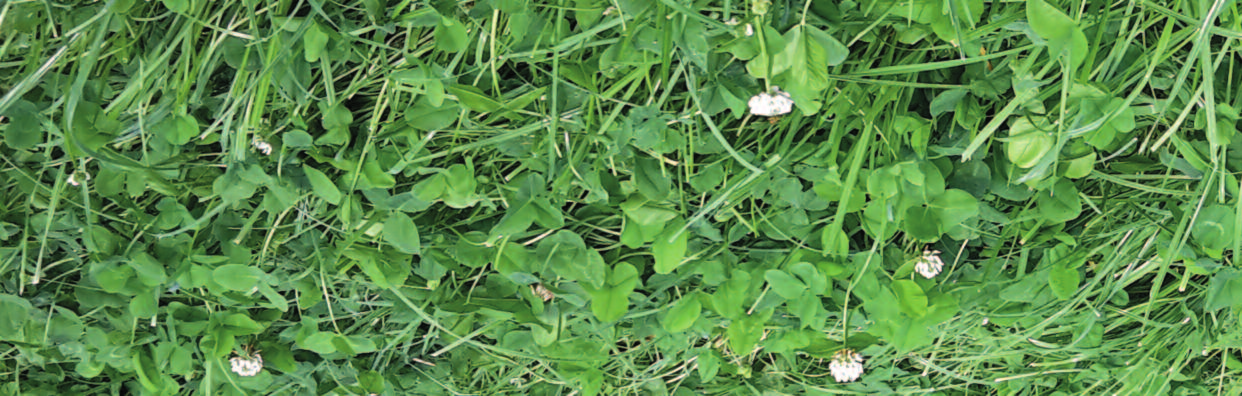 Q-Gras S5 Moor und Mineral Für Neuansaat und Nachsaat auf allen Standorten Sichere und hohe Erträge Weidelgrassorten mit einer sehr hohen Rostresistenz und Moorempfehlung der LWK Beste Erträge in