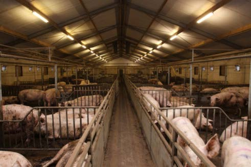 Kopfzerbrechen Schweinehalter Gesundheit der Tiere Schweinepreis Futterpreis Ferkelpreis Liefermenge und gewicht