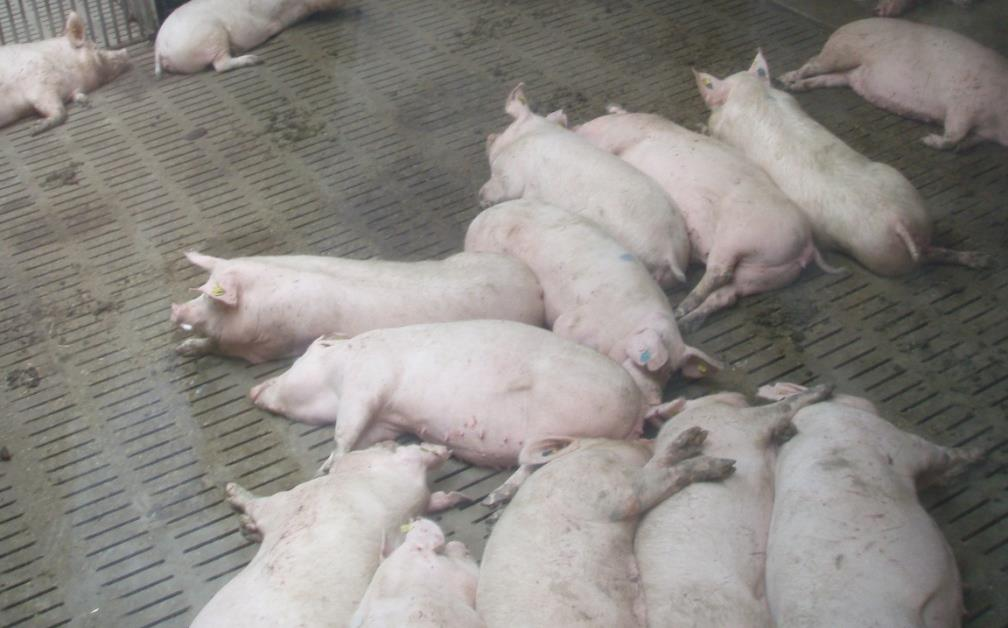 müssen so beschaffen sein, dass die Schweine nicht