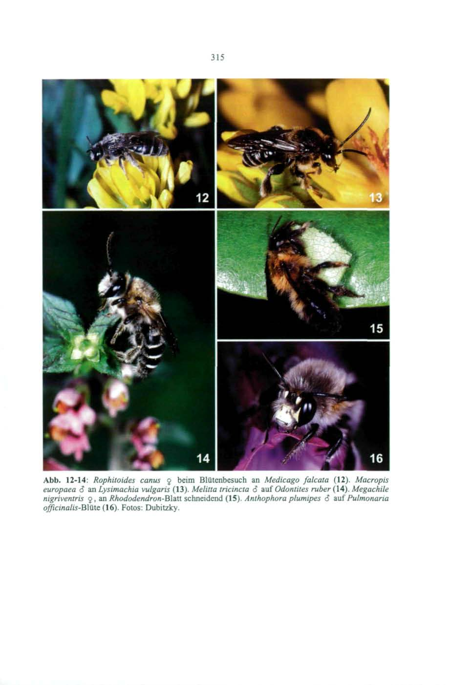 315 Abb. 12-14: Rophitoides canus j beim Blütenbesuch an Medicago falcala (12). Macropis europaea 8 an Lysimachia vulgaris (13).