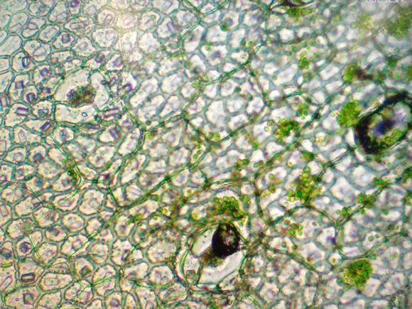Mikroskopie: Vanilla Art: Flächenschnittpräparat Material: Objektträger, Deckglas, Pipette, Vanilla-Blatt, Präparier Nadel, Rasierklinge Vergrößerung: 40-, 100- und zuletzt 400-fach Durchführung: Man