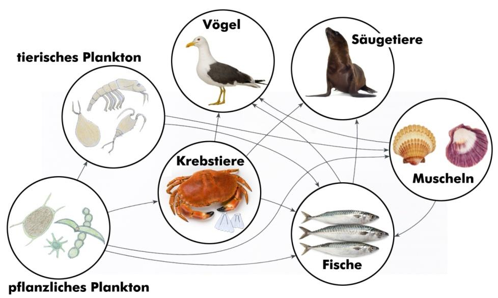 pflanzliches Plankton -> Krebse -> Fische -> Säugetiere pflanzliches Plankton -> Krebse -> Fische -> Vögel W3; N 2; B 3.