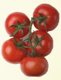 Produktsteckbrief BIO Tomaten Produktbeschreibung Rispentomaten und runde Tomaten (lose) sind die beiden Produkte des bretonischen Tomatensortiments, die von den
