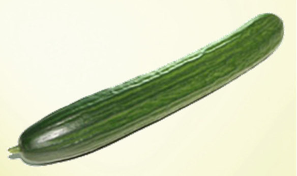 Produktsteckbrief BIO Salatgurke Produktbeschreibung Prince de Bretagne erzeugt im geschützten Aubau hauptsächlich klassische lange Salatgurken.