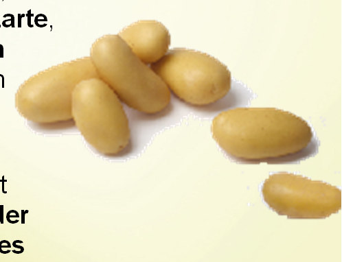 Fiche produit BIO Frühkartoffeln Produktbeschreibung Die Bio Frühkartoffel Prince de Bretagne wird sofort nach der Ernte, ohne Zwischenlagerung, vermarktet.
