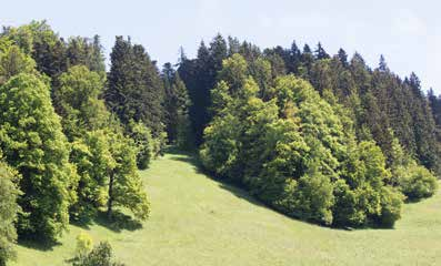 Forstweg, Wurzelweg, Waldpfad, Moortreten und Felstreppe reihen sich aneinander.