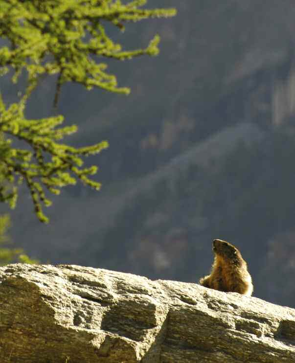 FREIHEIT FÜR TIERE lebensräume: natur ohne jagd Tiere im Nationalpark Gran Paradiso Der Nationalpark Gran Paradiso wurde 1922 als erster Nationalpark Italiens gegründet, um für zukünftige
