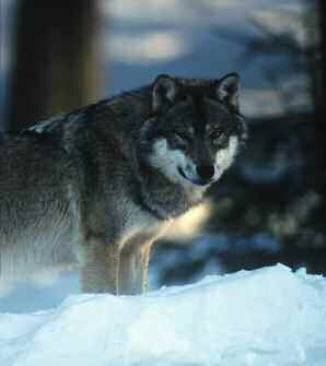 FREIHEIT FÜR TIERE lebensräume: natur ohne jagd Wölfe Im 19. Jahrhundert wurden die Wölfe nahezu ausgerottet.