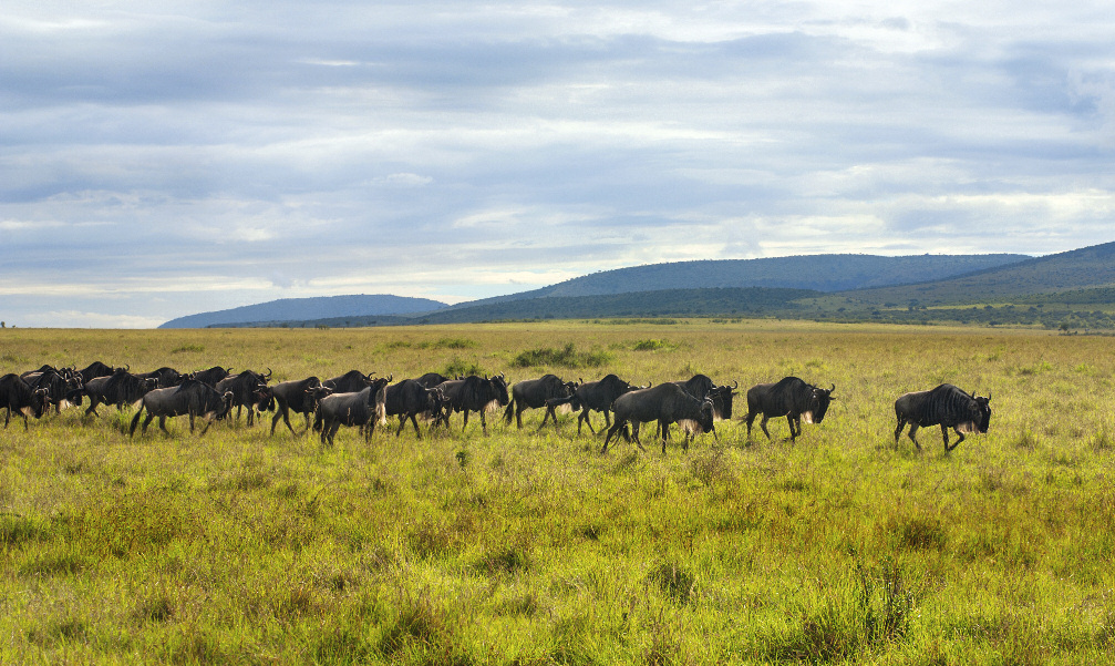 FREIHEIT FÜR TIERE Tierschutz international Die Wanderung der Tiere in der Serengeti ist die größte der Welt: Jedes Jahr ziehen 1,3 Millionen Gnus, 600.