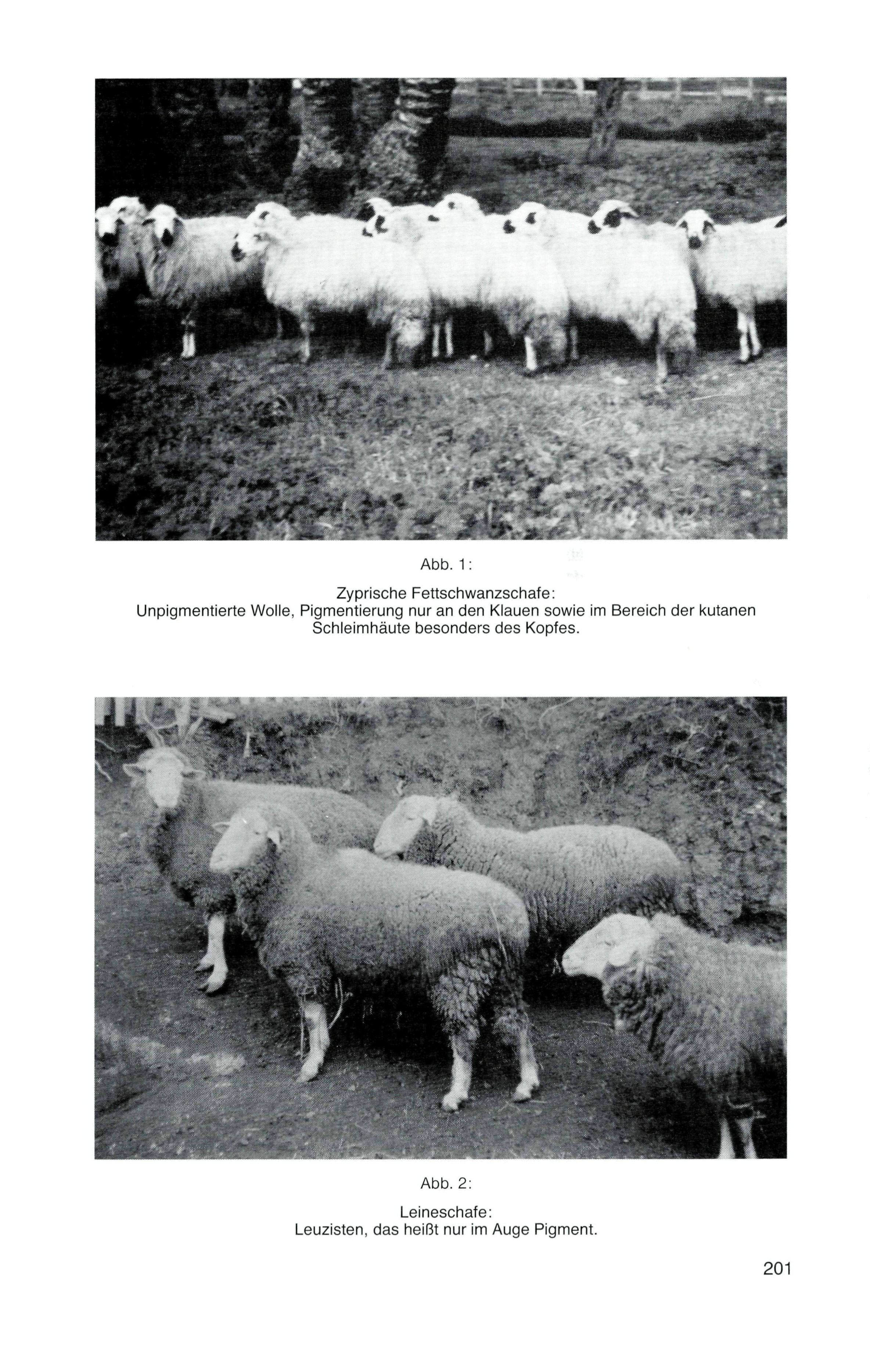 Abb. 1: Zyprische Fettschwanzschafe: Unpigmentierte Wolle, Pigmentierung nur an den Klauen sowie im Bereich