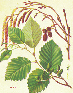 INFORMATIONSDIENST HOLZ Erle 16 Handelsname: Erle erle (= Bergerle, Laublatsche) kennzeichnen die botanische Art.